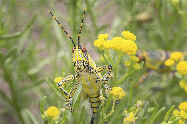 Elegant Grasshopper (Zonocerus elegans)