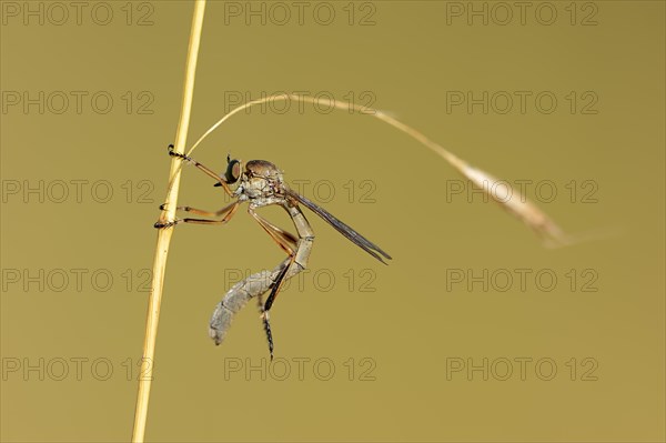 Striped Slender Robberfly (Leptogaster cylindrica)