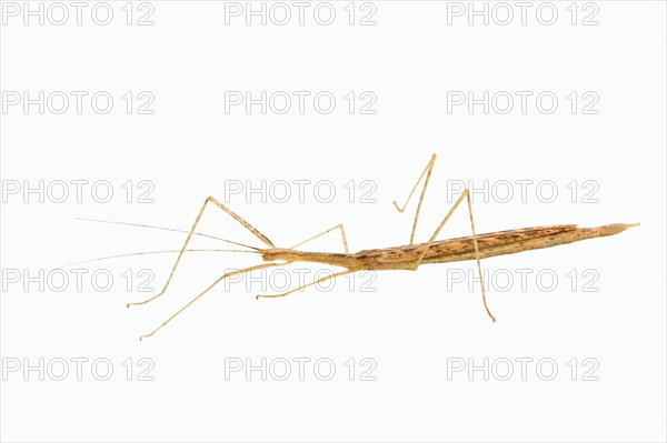 Pink Winged Stick Insect (Sipyloidea sipylus)