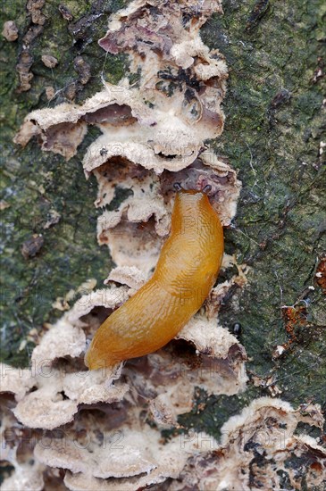 Hedgehog Arion or Hedgehog Slug (Arion intermedius) feeding on fungus