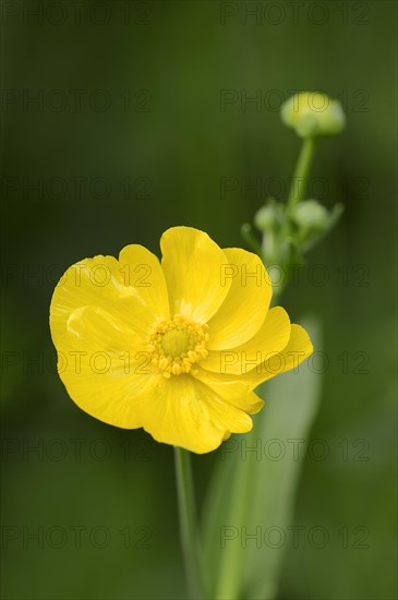 Greater Spearwort or Water Spearwort (Ranunculus lingua)