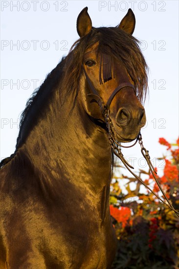 Andalusian Horse