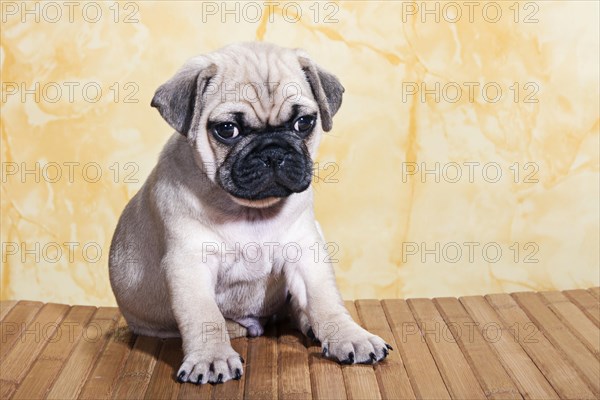 Pug