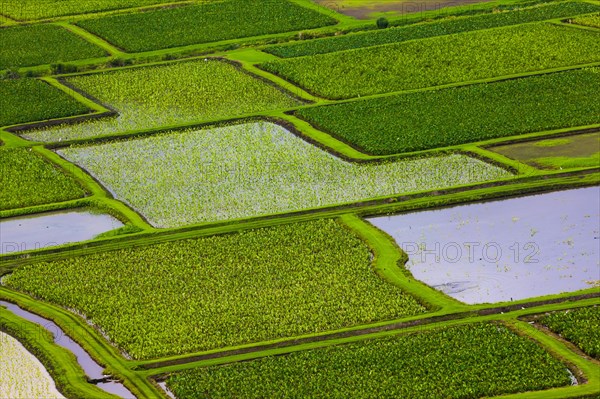 Taro fields in Hanalei Valley