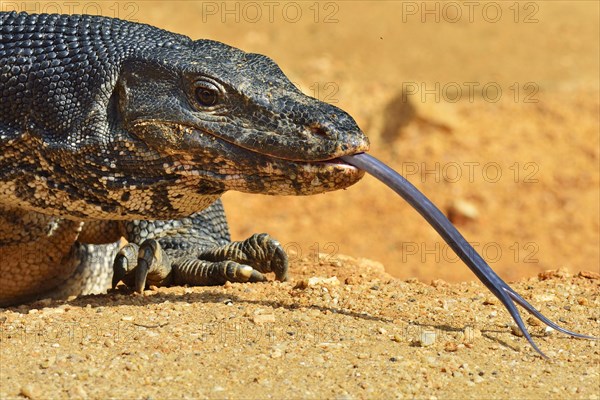 Water Monitor (Varanus salvator salvator)