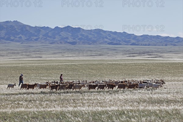 Nomads driving Cashmere Goats (Capra hircus laniger) across the steppe