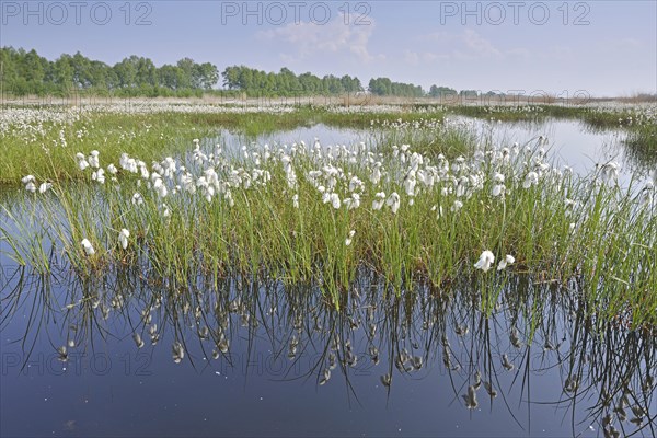 Tall Cottongrass or Common Cottongrass (Eriophorum angustifolium)