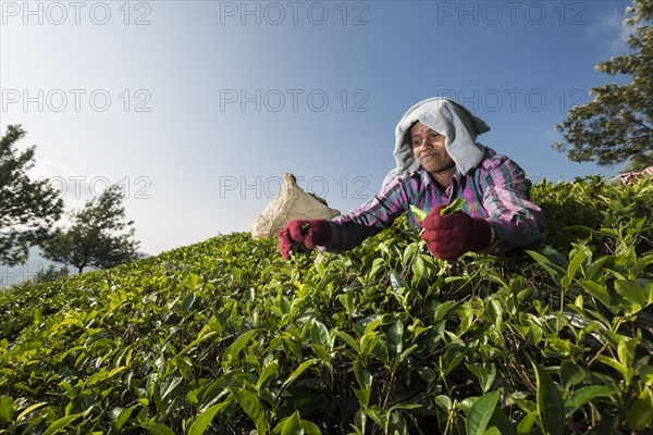 Tea plucker picking tea leaves by hand