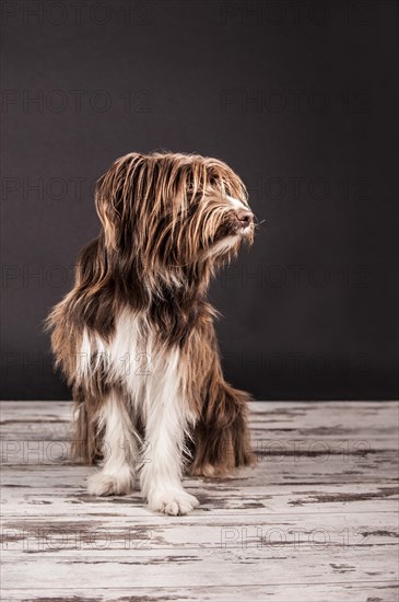 Sitting brown mixed-breed dog