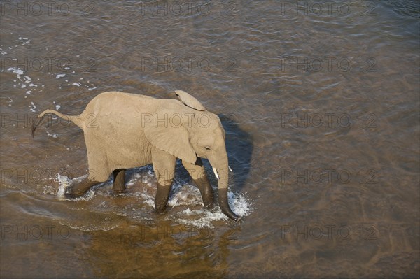 African Elephant (Loxodonta africana)