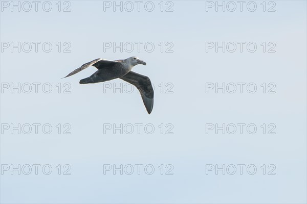 Southern Giant Petrel (Macronectes giganteus)