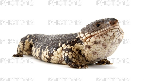 Shingleback Lizard or Bobtail (Tiliqua rugosa)