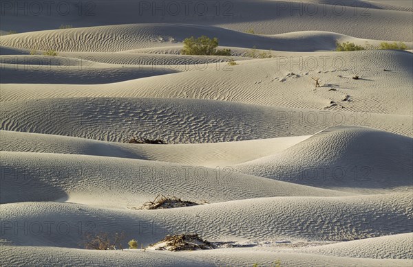 Honey Mesquite trees (Prosopis glandulosa torreyana) on the Mesquite Flat Sand Dunes in the early morning