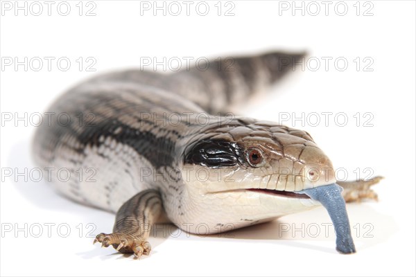 Eastern Blue-tongued Lizard (Tiliqua scincoides scincoides)