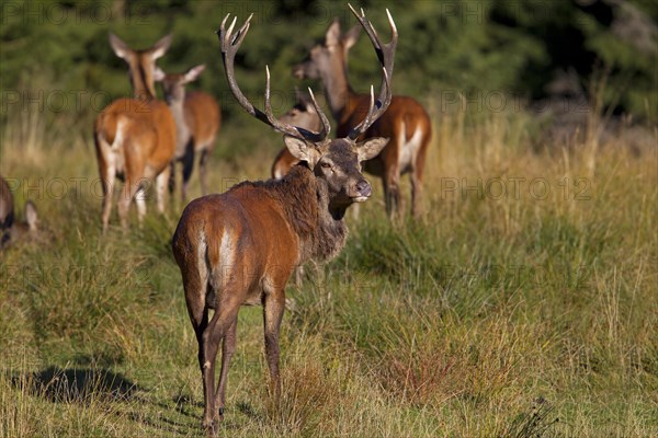 Red Deer (Cervus elaphus)