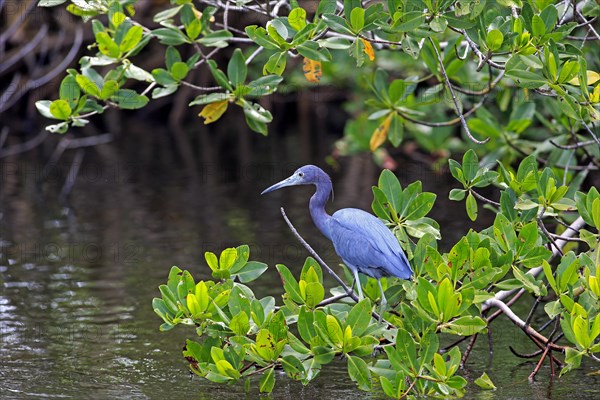 Little Blue Heron (Egretta caerulea)