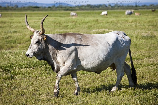 Maremma cattle