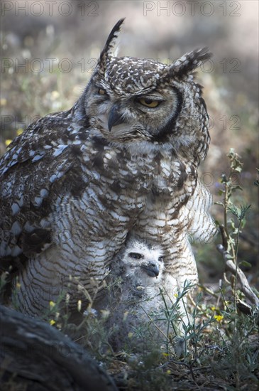 Spotted Eagle-Owl (Bubo africanus) with chick