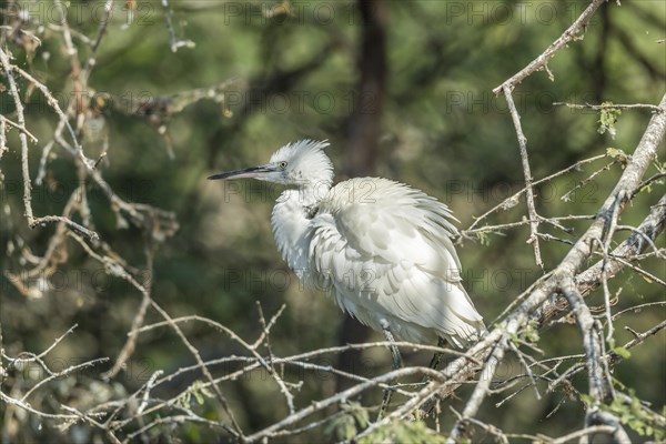 Little Egret (Egretta garzetta)