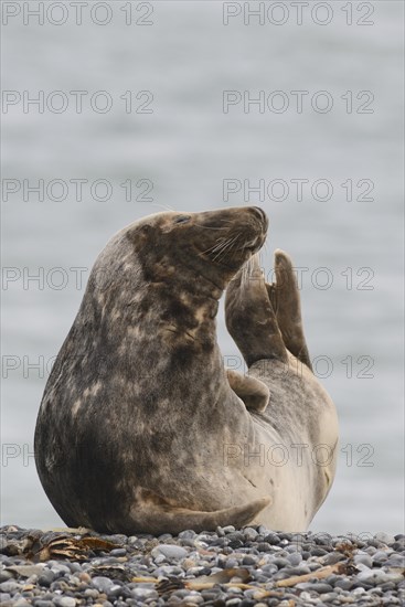 Grey Seal (Halichoerus grypus)