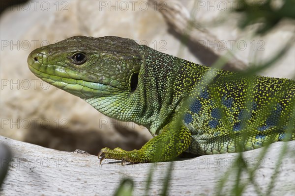 Jewelled Lizard or Ocellated Lizard (Timon lepidus)