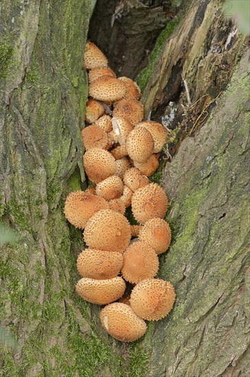 Shaggy Pholiota (Pholiota squarrosa)