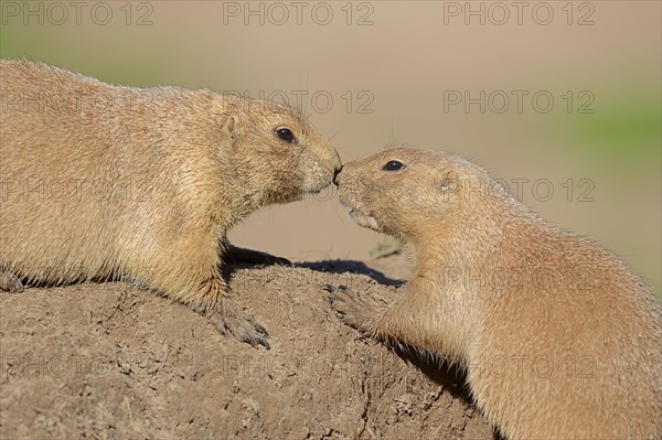 Black-tailed prairie dogs (Cynomys ludovicianus)