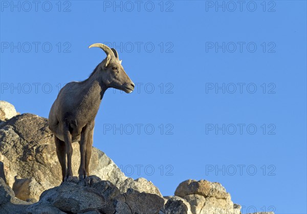 Bighorn Sheep (Ovis canadensis)