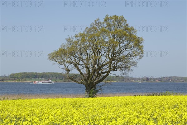 Field of rape in front of the paddle steamer 'Schlei Princess'