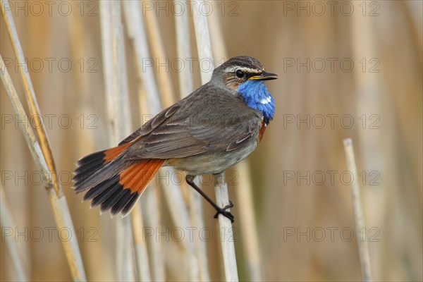 Bluethroat (Luscinia svecica cyanecula) displaying male perched on reed