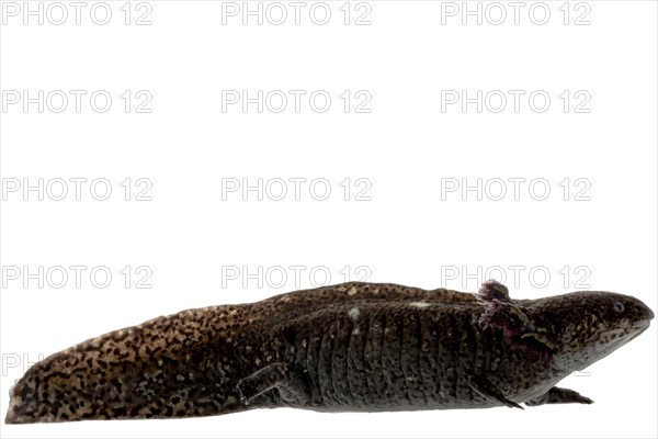 Axolotl (Ambystoma mexicanum)