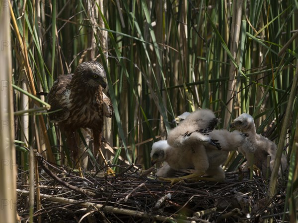 Western marsh harrier (Circus aeruginosus) with chicks in the nest