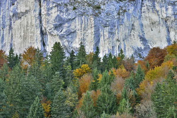 Colourful autumn forest in front of a rock face