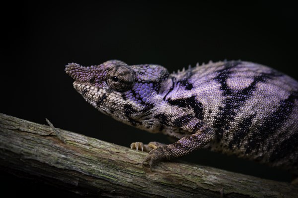 Rhinoceros chameleon (Furcifer rhinoceratus)