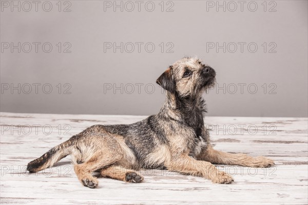 Border Terrier