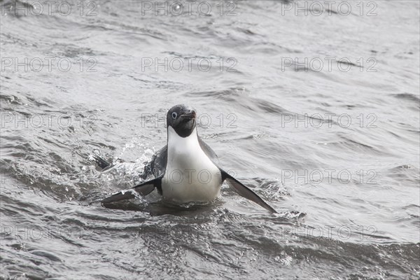 Adelie Penguin (Pygoscelis adeliae) leaving the water
