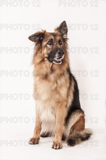 Old German Shepherd