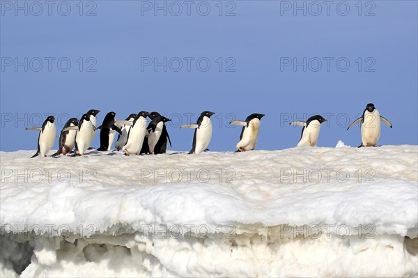 Adelie Penguins (Pygoscelis adeliae)