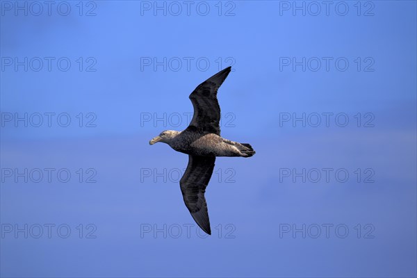 Giant Petrel (Macronectes giganteus)