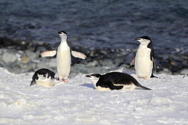 Chinstrap penguins (Pygoscelis antarctica)