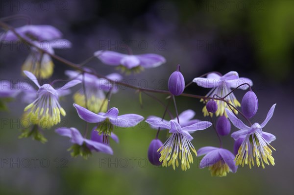 Lavender Mist (Thalictrum rochebruneanum)