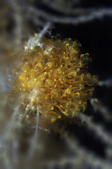 Ascidian Sea Squirt (Pycnoclavella detorta)