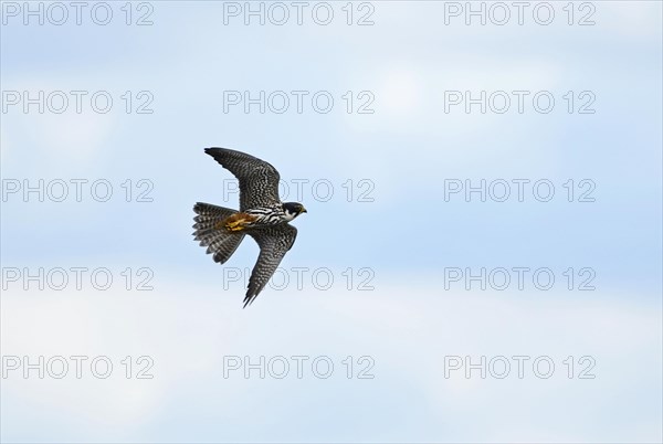 Hobby (Falco subbuteo) hunting