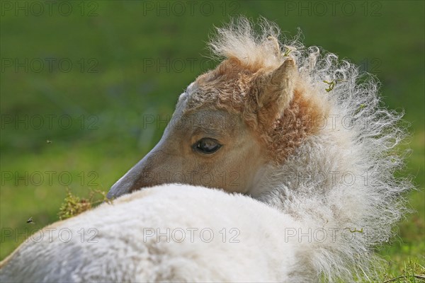 American Miniature Horse