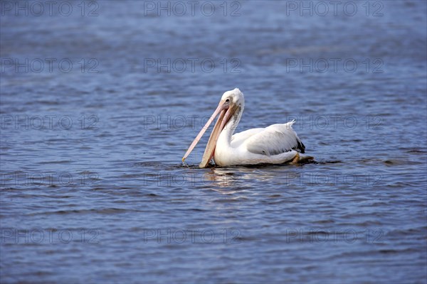 American American White Pelican (Pelecanus erythrorhynchos)