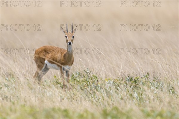 Oribi (Ourebia ourebi)