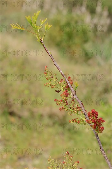 Terebinth or Turpentine Tree (Pistacia terebinthus)