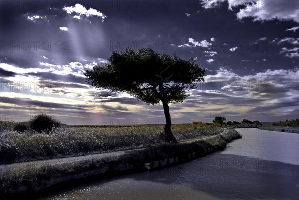 Tree by the river