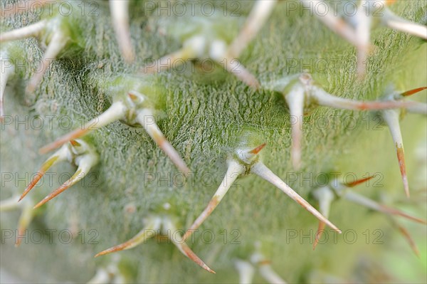 Madagascar Palm (Pachypodium lamerei)