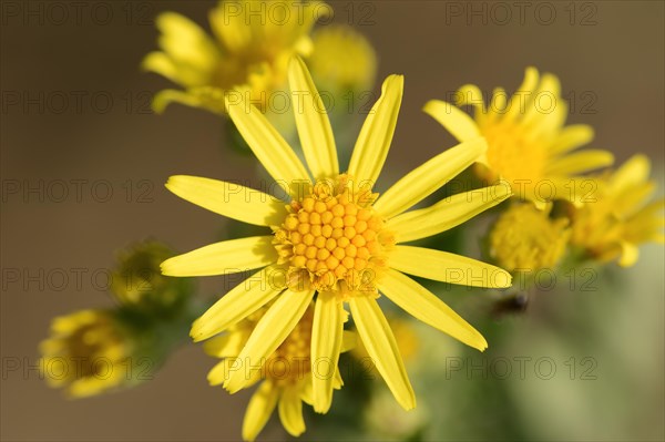 Tansy Ragwort (Senecio jacobaea